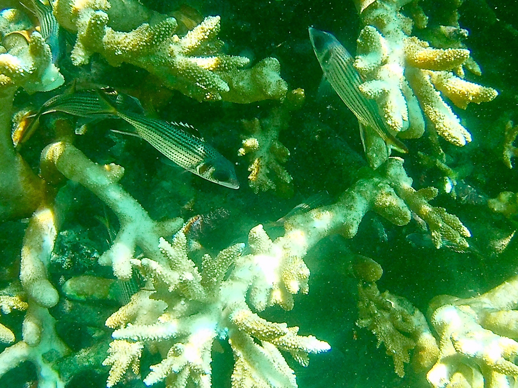 Reef fish in the tide pool